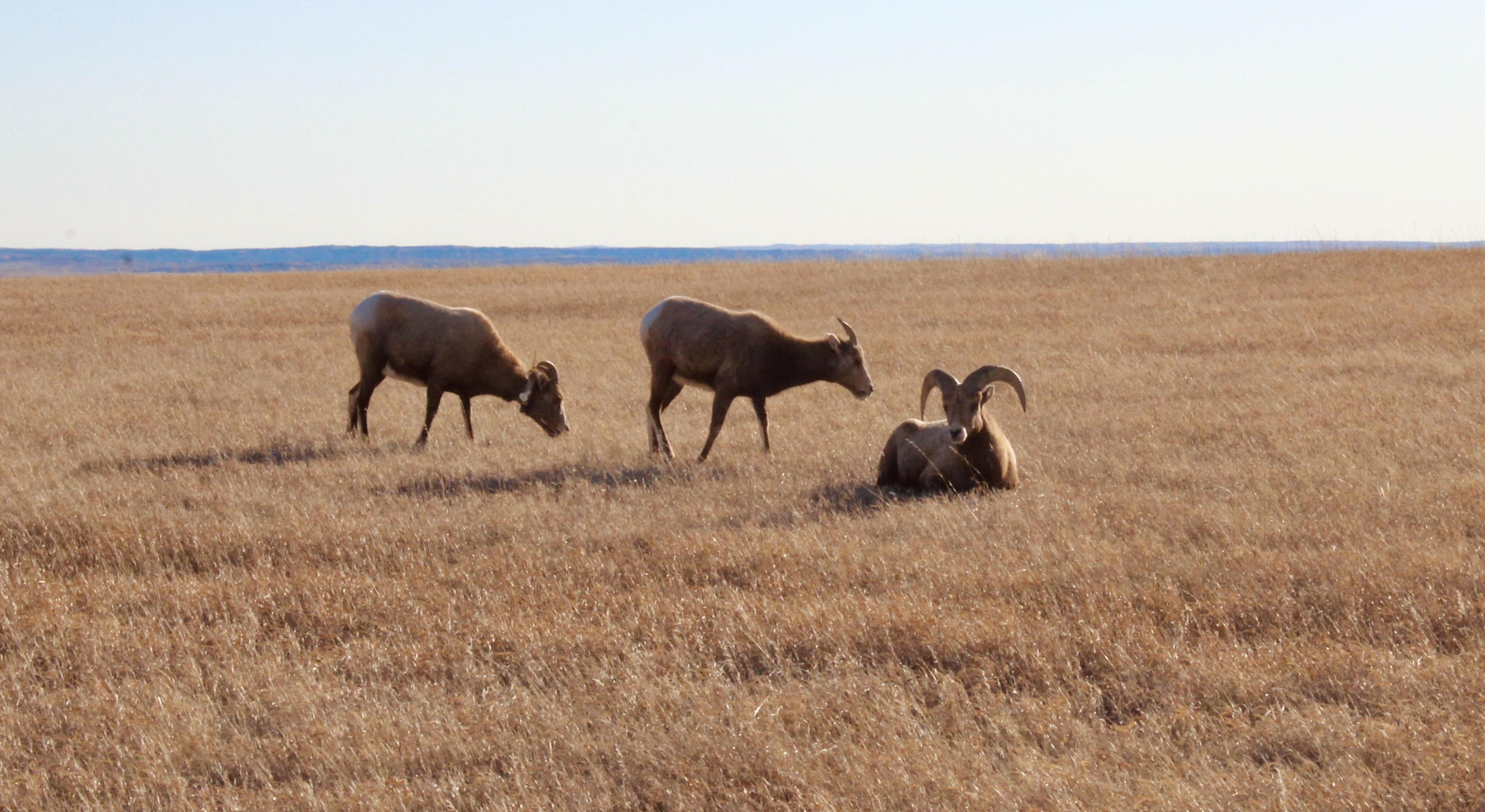 bighornsheep1