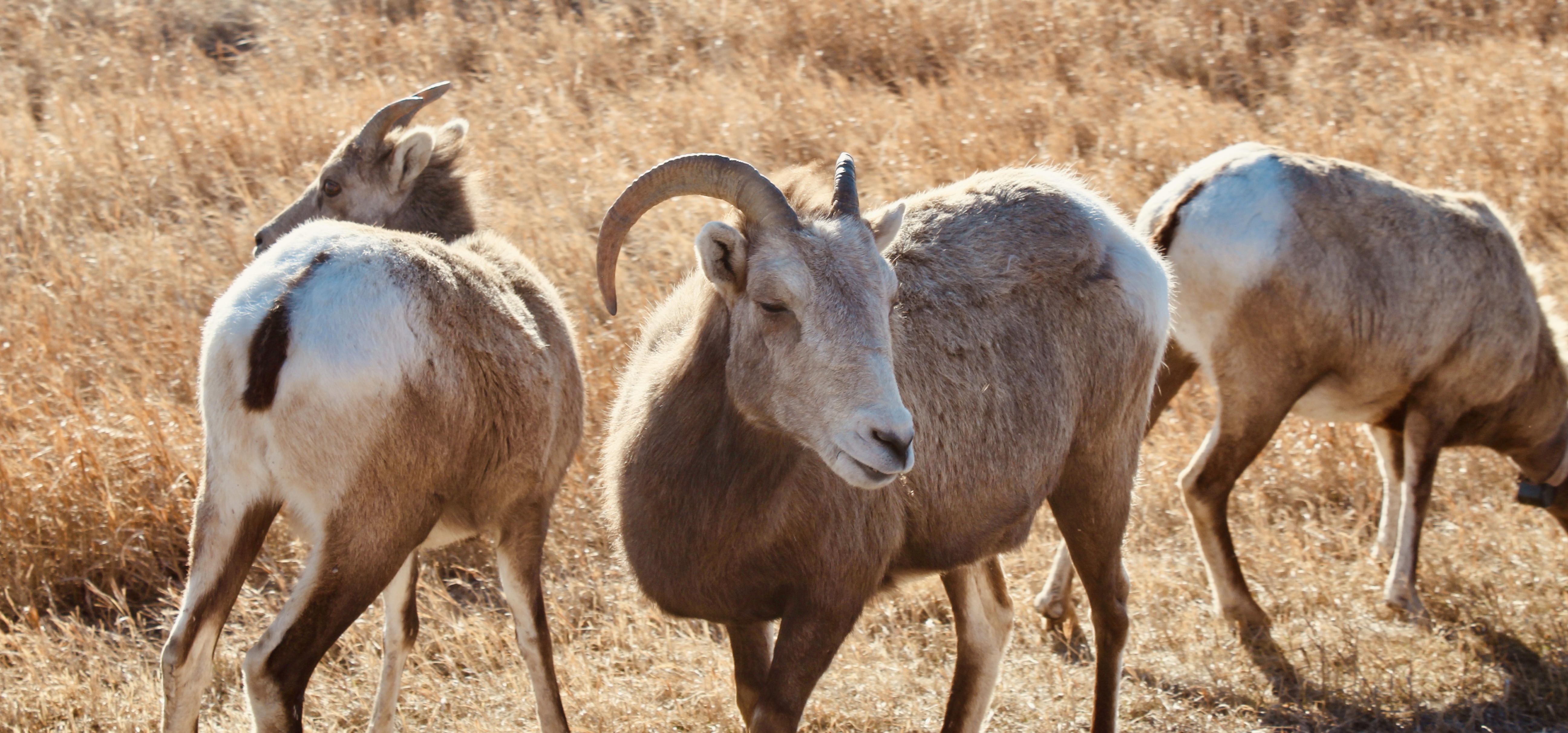 bighornsheep2