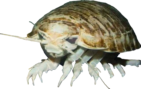 isopod.png