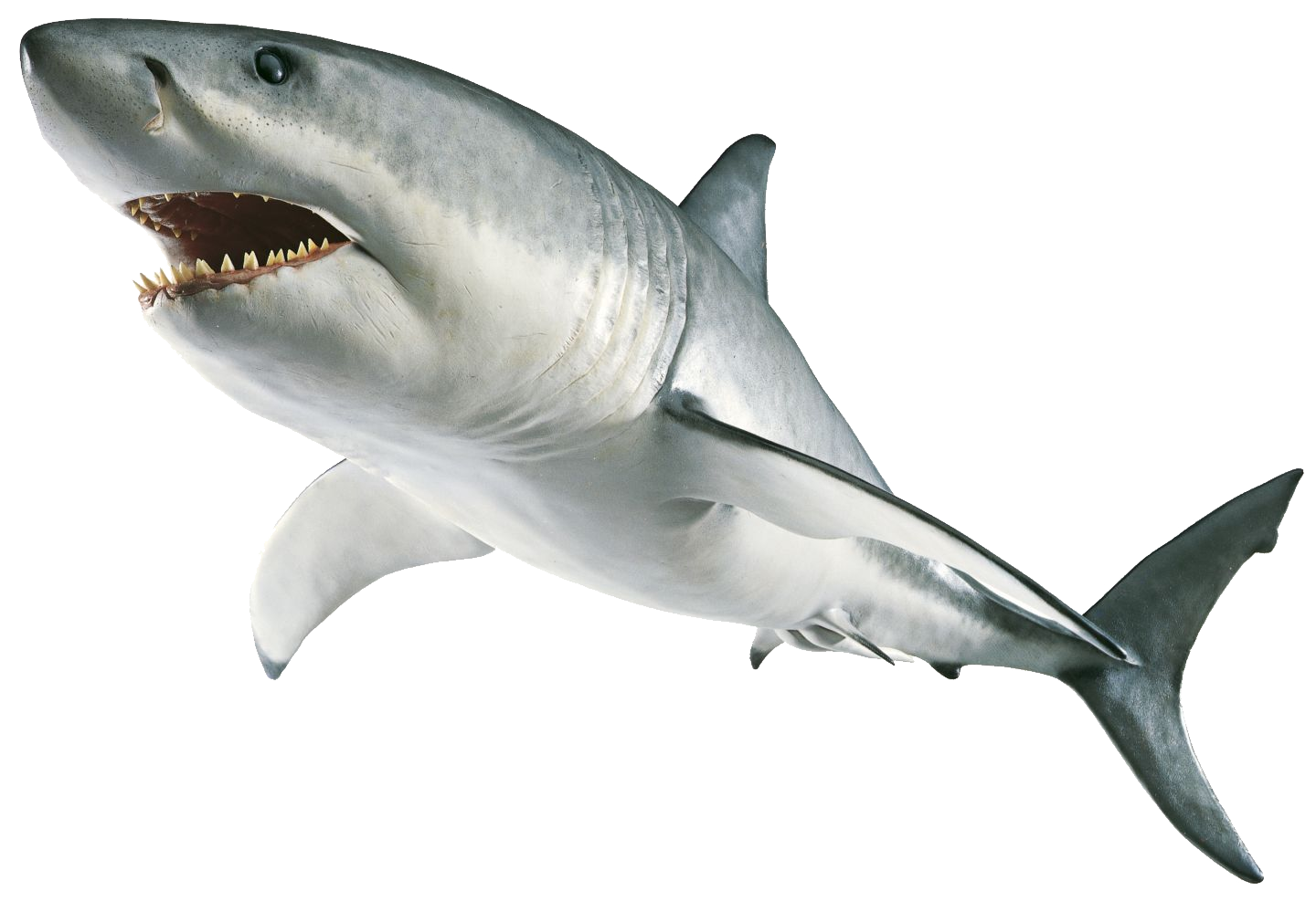 shark.png